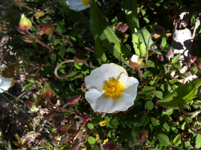 Cistus salvifolius